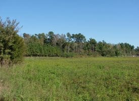 SOLD!!  3.36 Acre Lot For Sale in Columbus County NC!