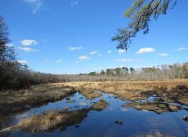 SOLD!! 131 Acres of Hunting and Timber Land For Sale in Robeson County NC!