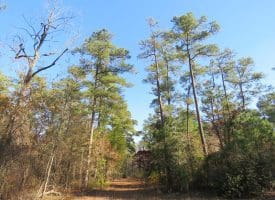 SOLD!! 131 Acres of Hunting and Timber Land For Sale in Robeson County NC!