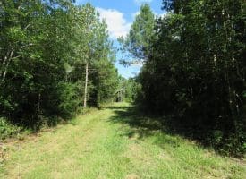 SOLD!!  28 Acres of Hunting Land For Sale in Pender County NC!