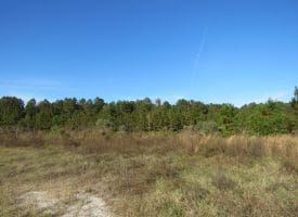 SOLD!!  46 Acres of Recreational Land For Sale in Robeson County NC!