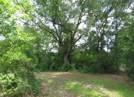 SOLD!!  8 Acres of Residential and Hunting Land For Sale in Brunswick County NC!