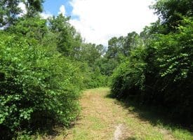 SOLD!!  8 Acres of Residential and Hunting Land For Sale in Brunswick County NC!