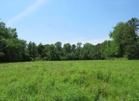 SOLD!! 26 Acres of Farm and Timber Land with Home Site For Sale in Bladen County NC!