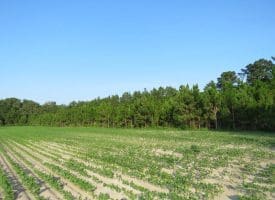 SOLD!!  89 Acres of Timber and Farm Land For Sale in Hoke County NC!