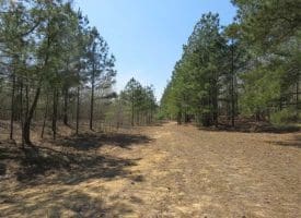 SOLD!!  35 Acres of Hunting Land with Home Site in Scotland County NC!