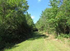 SOLD!!  28 Acres of Hunting Land For Sale in Pender County NC!