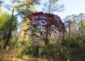 SOLD!! 131 Acres of Hunting and Timber Land For Sale in Robeson County NC!