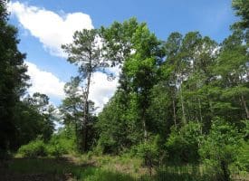 SOLD!!  8 Acres of Residential and Hunting Land For Sale in Brunswick County NC!