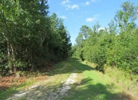 SOLD!!  28 Acres of Hunting Land For Sale in Pender County NC!