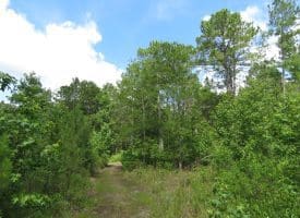 SOLD!!  8 Acres of Residential and Hunting Land For Sale in Brunswick County NC!