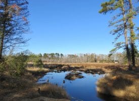 SOLD!! 131 Acres of Hunting and Timber Land For Sale in Robeson County NC!