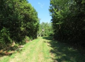 SOLD!!  28 Acres of Hunting Land For Sale in Pender County NC!