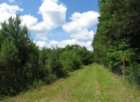 SOLD!!  8 Acres of Residential and Hunting Land For Sale in Brunswick County NC!