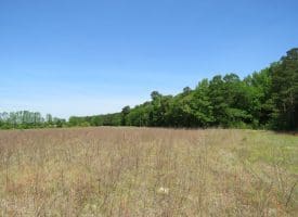 SOLD!!  91 Acres of Farm and Timber Land For Sale in Robeson County NC!