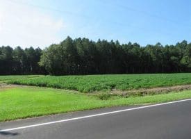 SOLD!!  10 Acres of Farm and Timber Land For Sale in Robeson County NC!