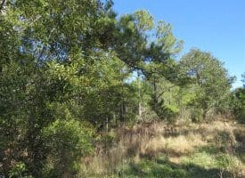 SOLD!!  41 Acres of River Front Hunting Land For Sale in Carteret County NC!