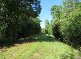 SOLD!!  28 Acres of Hunting Land For Sale in Pender County NC!