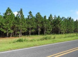 SOLD!!  26 Acres of Timber Land For Sale in Robeson County NC!