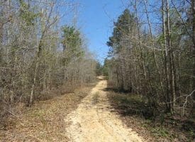 SOLD!!  35 Acres of Hunting Land with Home Site in Scotland County NC!