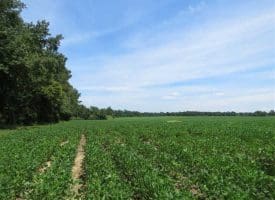 SOLD!!  35 Acres of Farm and Hunting Land For Sale in Duplin County NC!