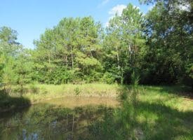 SOLD!!  28 Acres of Hunting Land For Sale in Pender County NC!