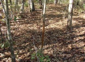 SOLD!! 25 Acres of Hunting Land For Sale in Bladen County NC!