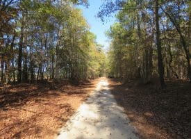 SOLD!! 131 Acres of Hunting and Timber Land For Sale in Robeson County NC!