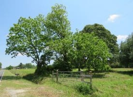 SOLD!! 26 Acres of Farm and Timber Land with Home Site For Sale in Bladen County NC!