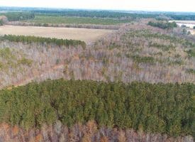 SOLD!!  113 Acres of Timber and Farm Land For Sale in Hoke County NC!