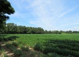 SOLD!!  35 Acres of Farm and Hunting Land For Sale in Duplin County NC!