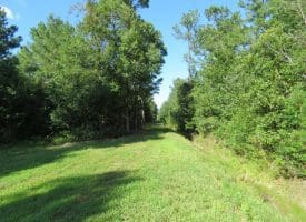 SOLD!!  28 Acres of Hunting Land For Sale in Pender County NC!