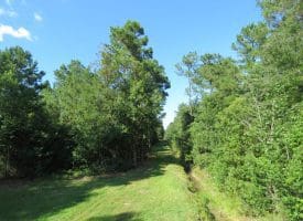 SOLD!!  28 Acres of Hunting Land For Sale in Pender County NC!