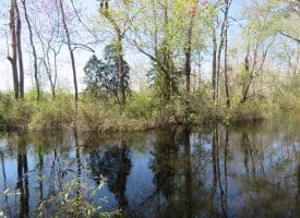 SOLD!!  25 Acres of Hunting Land For Sale in Scotland County NC!