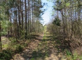 SOLD!!  35 Acres of Hunting Land with Home Site in Scotland County NC!