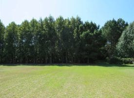 SOLD!  43 Acres of Hunting and Timber Land For Sale in Columbus County NC!