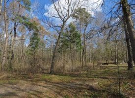 SOLD!!  21 Acres of Residential and Hunting Land in Pender County NC!