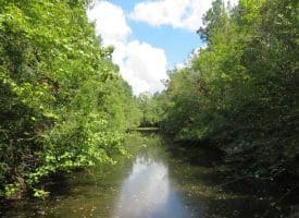 SOLD!  43 Acres of Hunting and Timber Land For Sale in Columbus County NC!