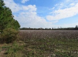 SOLD!!  55 Acres of Farm and Timber Land For Sale in Robeson County NC!