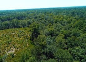 SOLD!!  5 Acres of Residential and Hunting Land For Sale in Brunswick County NC!