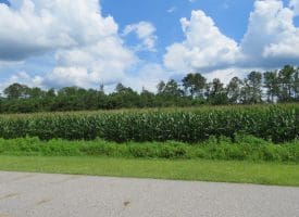 SOLD!! 23 Acres of Farm and Timber Land For Sale in Sampson County NC!