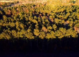 SOLD!!  7 Acres of Residential Land For Sale in Bladen County NC!
