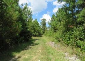 SOLD!  43 Acres of Hunting and Timber Land For Sale in Columbus County NC!