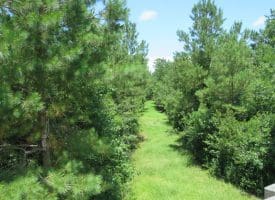 SOLD!!  28 Acres of Hunting Land For Sale in Pender County NC!