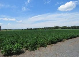 SOLD!!  35 Acres of Farm and Hunting Land For Sale in Duplin County NC!