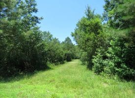 SOLD!!  28 Acres of Hunting Land For Sale in Pender County NC!