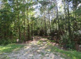 SOLD!!  28 Acres of Hunting Land For Sale in Pender County NC!