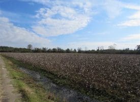 SOLD!!  55 Acres of Farm and Timber Land For Sale in Robeson County NC!