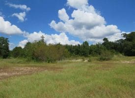 SOLD!  43 Acres of Hunting and Timber Land For Sale in Columbus County NC!