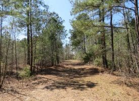 SOLD!!  25 Acres of Hunting Land For Sale in Scotland County NC!